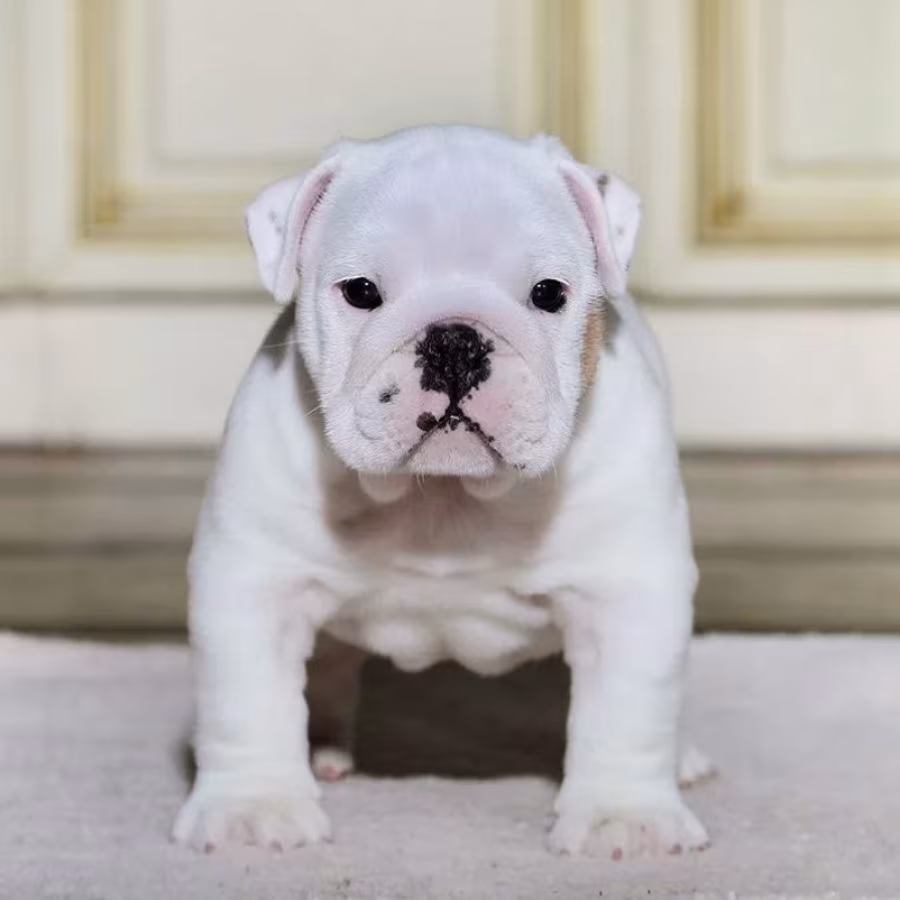 English Bulldog Puppies for Sale in California (CA)