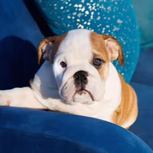English Bulldog Girl Puppy for Sale in Illinois (IL)