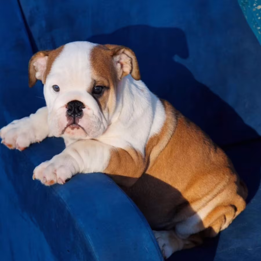 English Bulldog Girl Puppy for Sale in Illinois (IL)