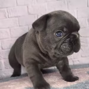French Bulldog Puppy for Sale in Michigan (MI)