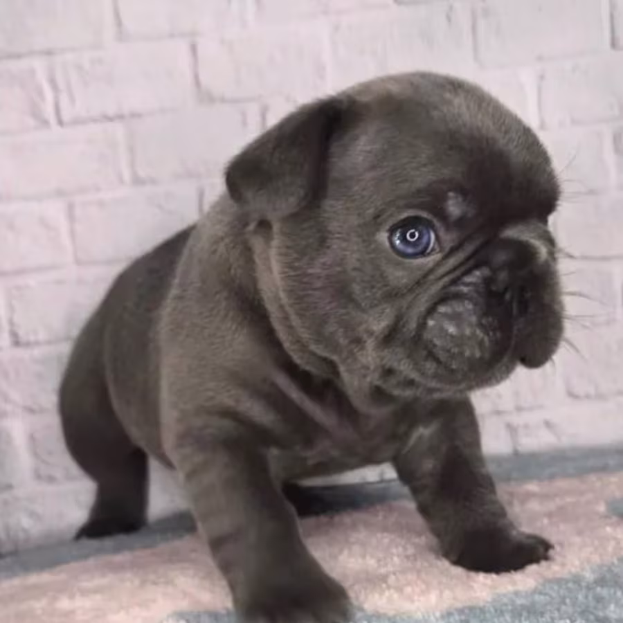 French Bulldog Puppy for Sale in Michigan (MI)