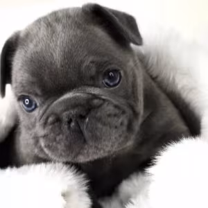 French Bulldog Puppy for Sale in Michigan (MI)