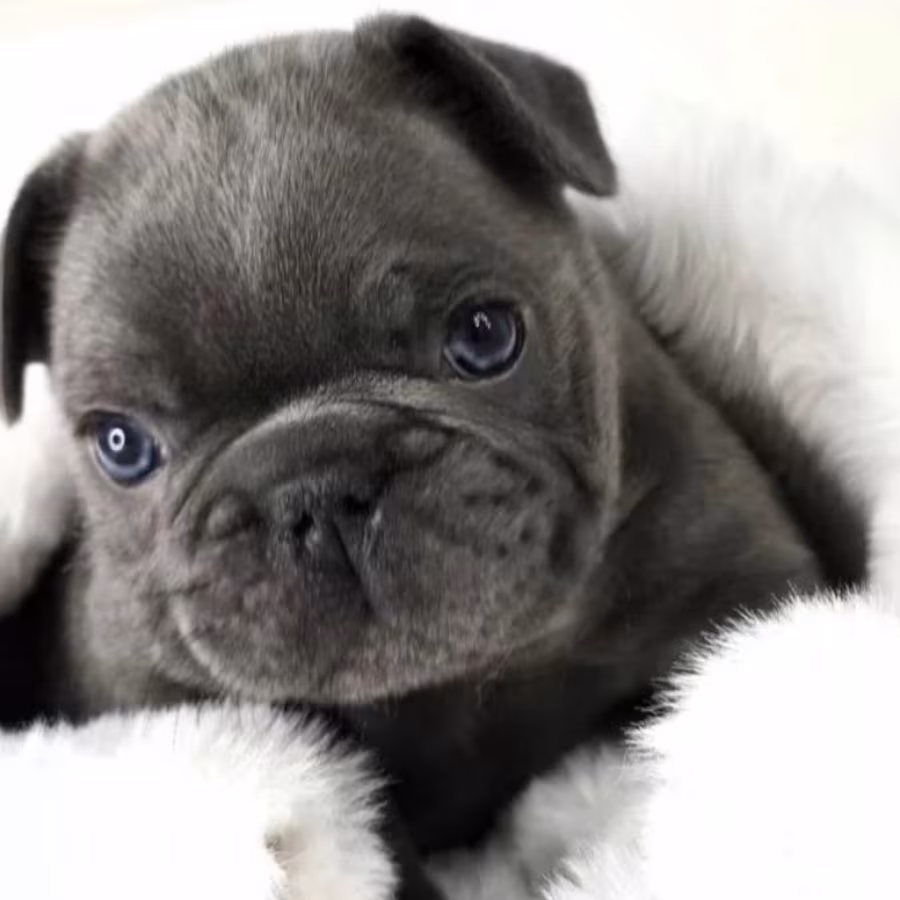 French Bulldog Puppy for Sale in Michigan (MI)