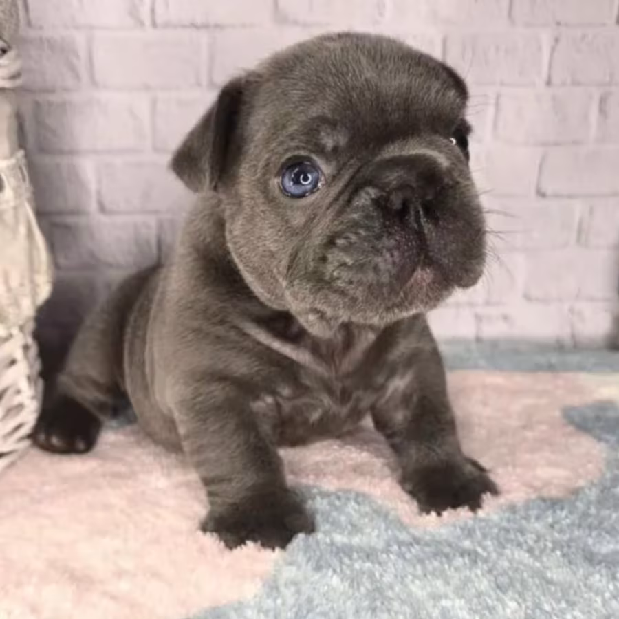 French Bulldog Puppy for Sale in Michigan (MI)