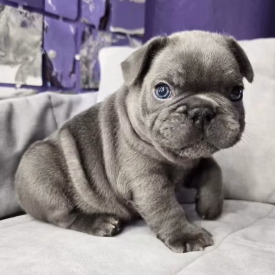 French Bulldog Puppy for Sale in Michigan (MI)
