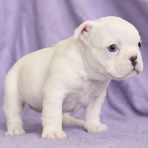 French Bulldog Puppies for Sale (6 Weeks Old)