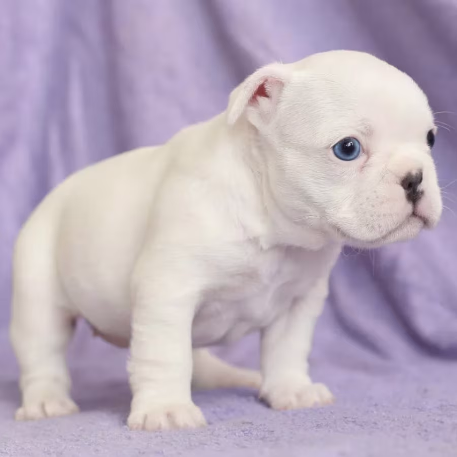 French Bulldog Puppies for Sale (6 Weeks Old)