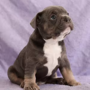 French Bulldog Puppies for Sale (6 Weeks Old)