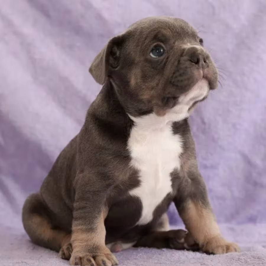 French Bulldog Puppies for Sale (6 Weeks Old)