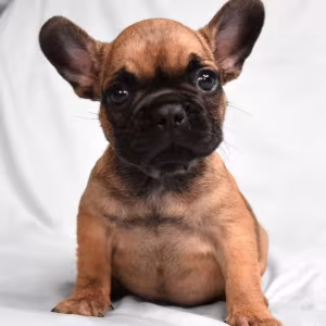 French Bulldog Boy for Sale in New York (NY)