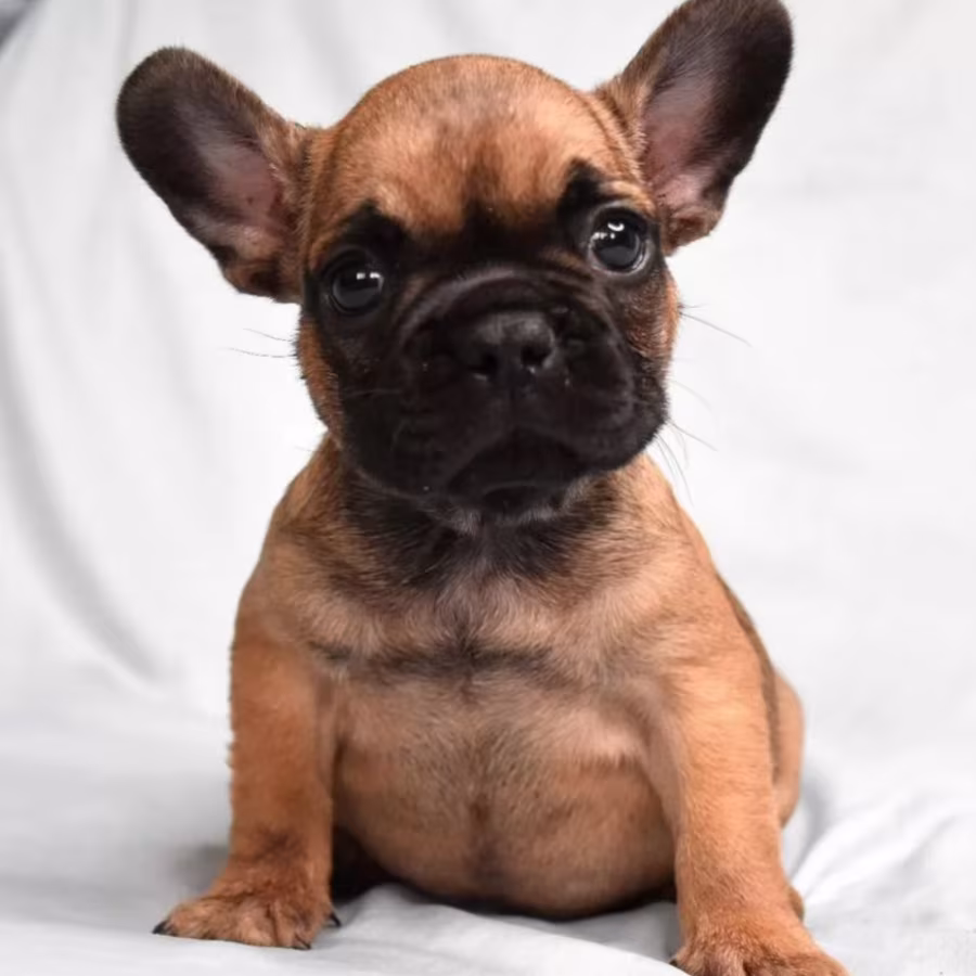 French Bulldog Boy for Sale in New York (NY)