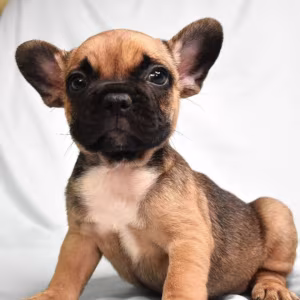 French Bulldog Boy for Sale in New York (NY)