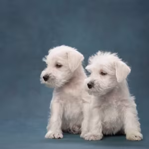 Miniature Schnauzer Puppies for Sale in New York (NY)