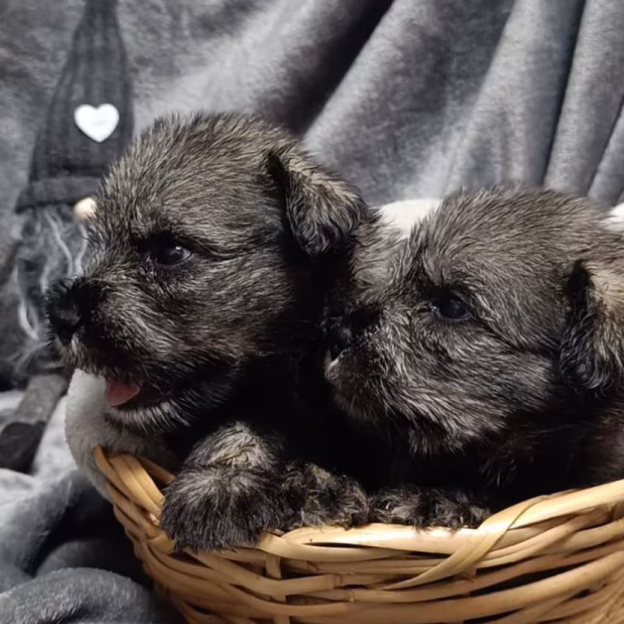Miniature Schnauzer Puppy for Sale in California (CA)