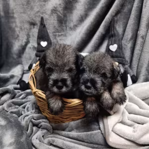 Miniature Schnauzer Puppy for Sale in California (CA)