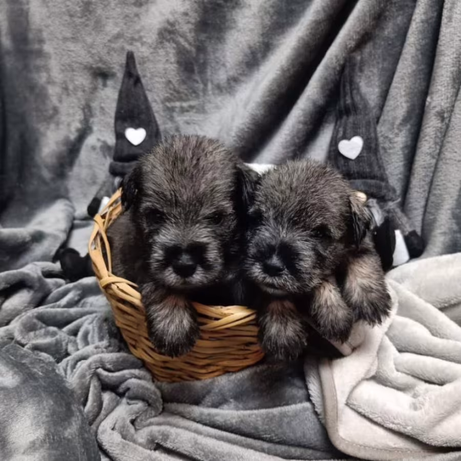 Miniature Schnauzer Puppy for Sale in California (CA)