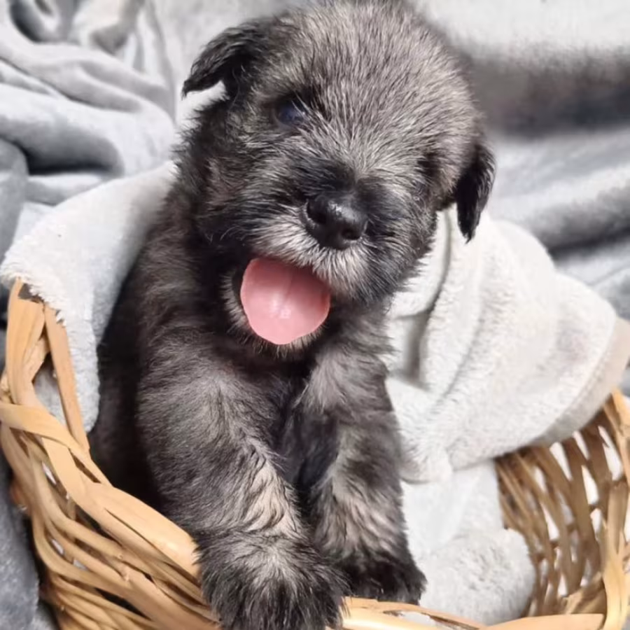 Miniature Schnauzer Puppy for Sale in California (CA)