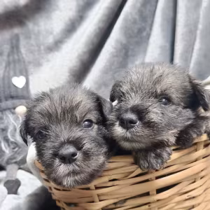 Miniature Schnauzer Puppy for Sale in California (CA)