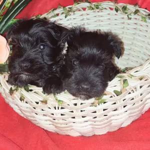 Miniature Schnauzer Puppies for Sale in New York (NY)