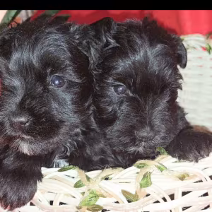 Miniature Schnauzer Puppies for Sale in New York (NY)