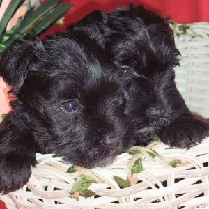 Miniature Schnauzer Puppies for Sale in New York (NY)