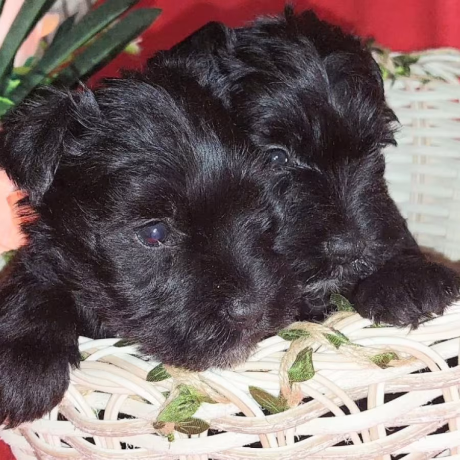 Miniature Schnauzer Puppies for Sale in New York (NY)
