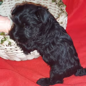Miniature Schnauzer Puppies for Sale in New York (NY)