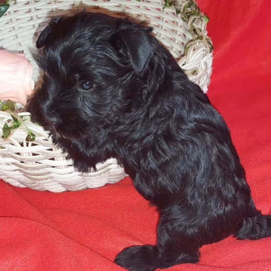 Miniature Schnauzer Puppies for Sale in New York (NY)