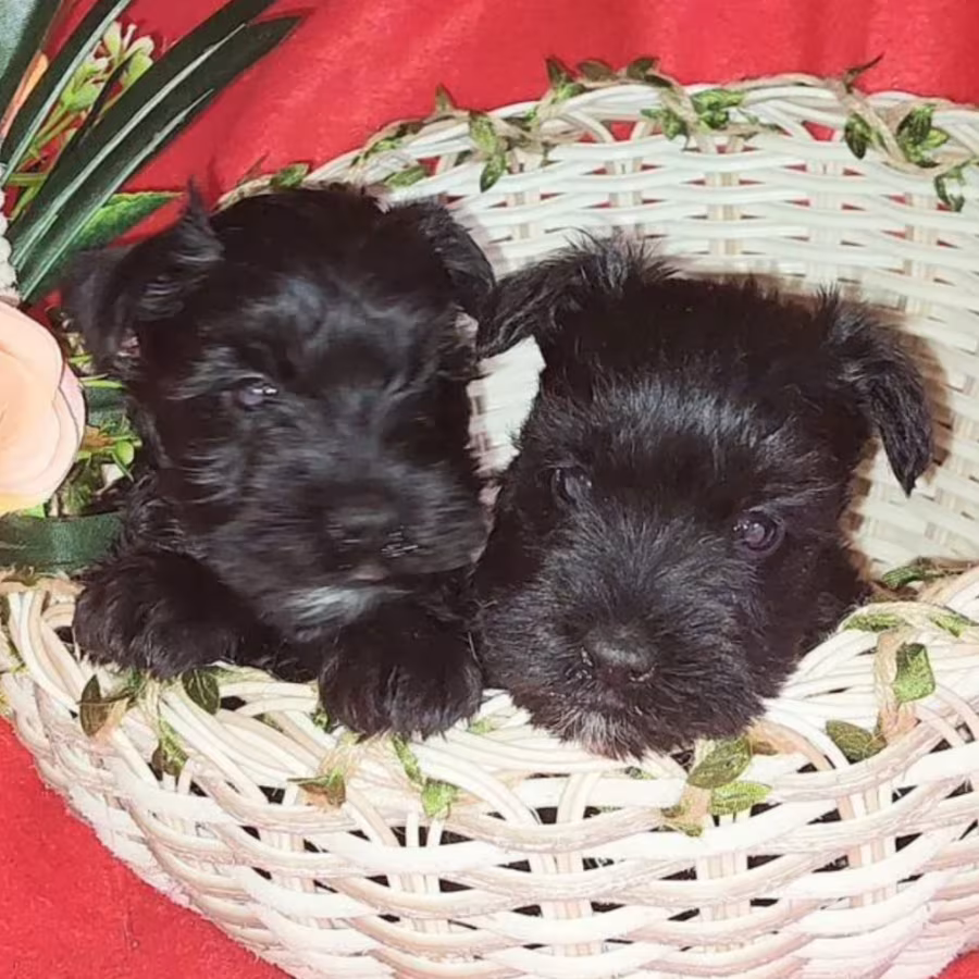 Miniature Schnauzer Puppies for Sale in New York (NY)