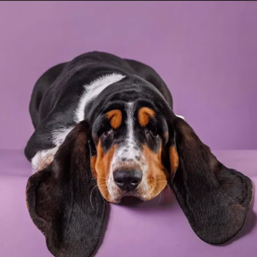 Basset Hound Puppy for Sale Male, 3 Months Old Phoenix, AZ