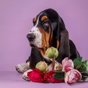 Basset Hound Puppy for Sale Male, 3 Months Old Phoenix, AZ