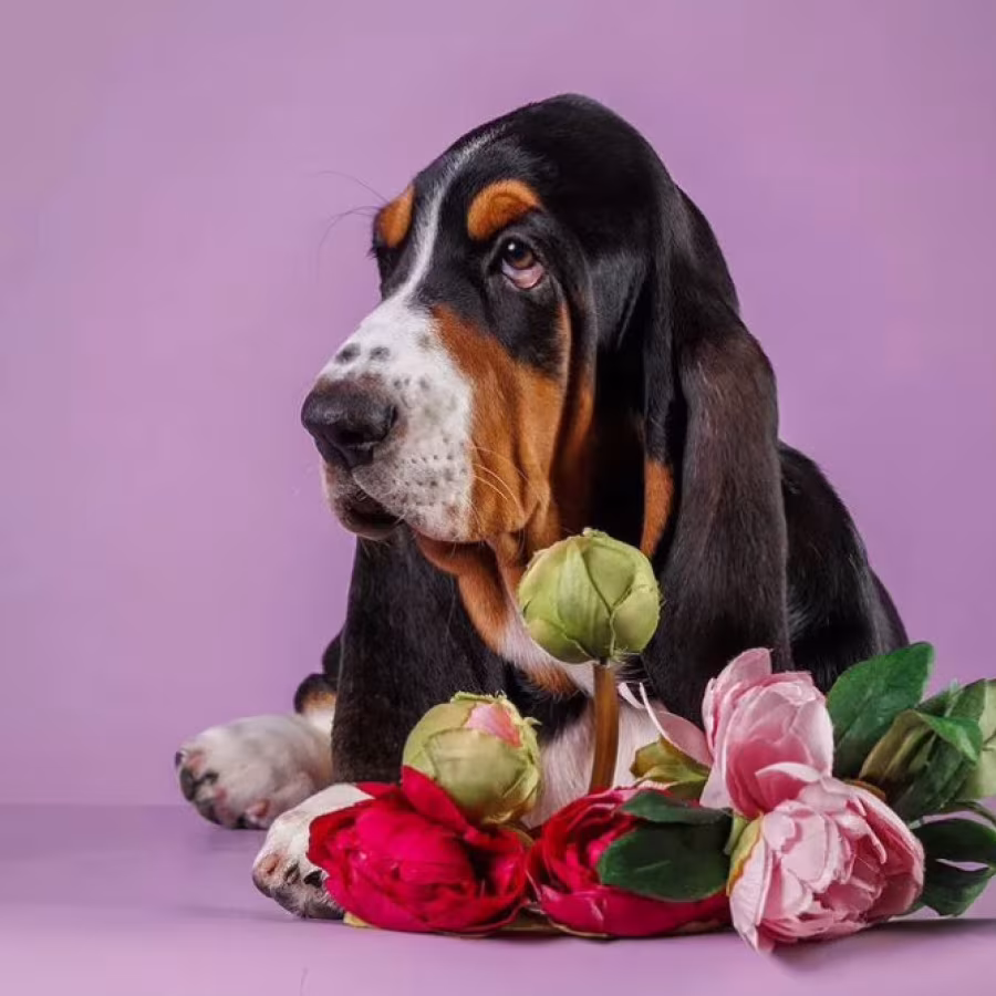 Basset Hound Puppy for Sale Male, 3 Months Old Phoenix, AZ