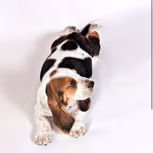 Basset Hound Puppies for Sale Male and Female Brooklyn, NY