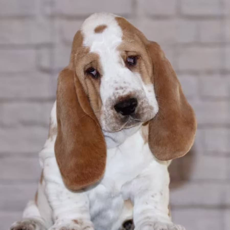 Basset Hound Puppies for Sale Male and Female Brooklyn, NY