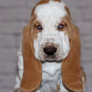 Basset Hound Puppies for Sale Male and Female Brooklyn, NY
