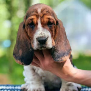 Basset Hound Puppies for Sale Male and Female Brooklyn, NY