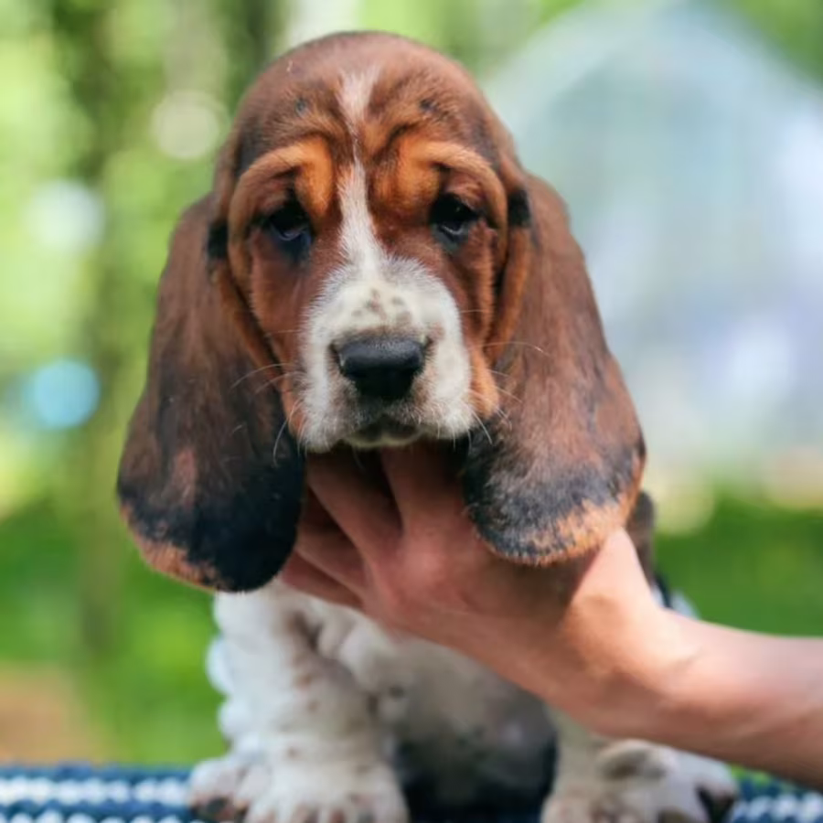 Basset Hound Puppies for Sale Male and Female Brooklyn, NY