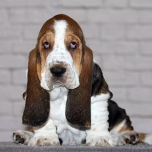 Basset Hound Puppies for Sale Male and Female Brooklyn, NY