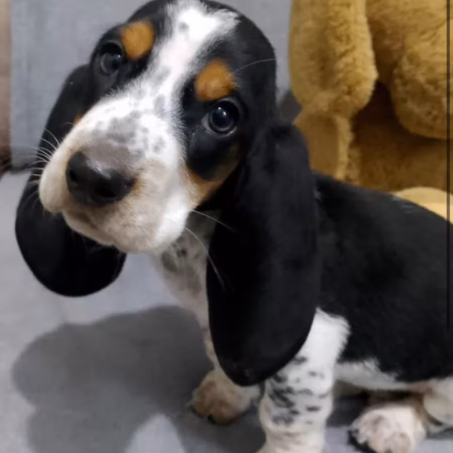 Female Basset Hound Puppy Looking for a Home San Antonio, TX