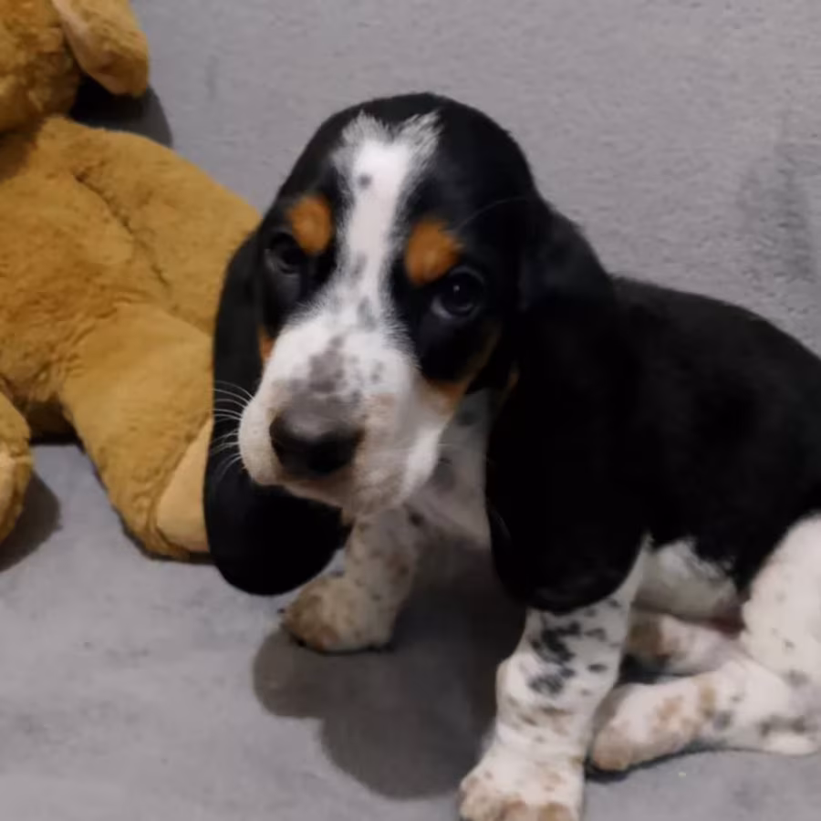Female Basset Hound Puppy Looking for a Home San Antonio, TX