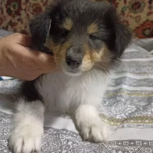 Buy Adorable Collie Puppies, Males, 6 Weeks Old Nevada (NV)
