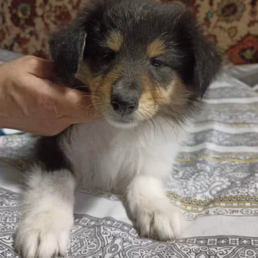 Buy Adorable Collie Puppies, Males, 6 Weeks Old Nevada (NV)
