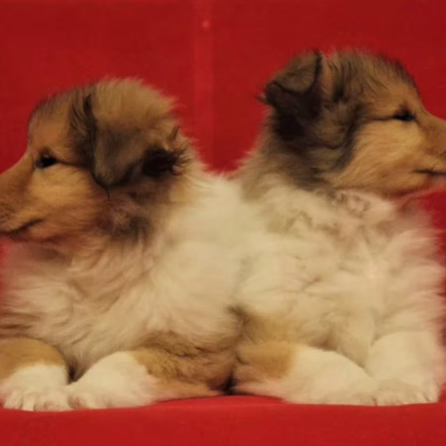 Buy Adorable Collie Puppies, Males, 6 Weeks Old Nevada (NV)