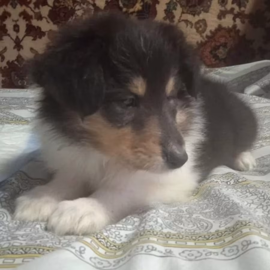 Buy Adorable Collie Puppies, Males, 6 Weeks Old Nevada (NV)