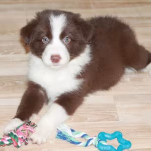 Collie Puppies for Sale in Texas (TX)