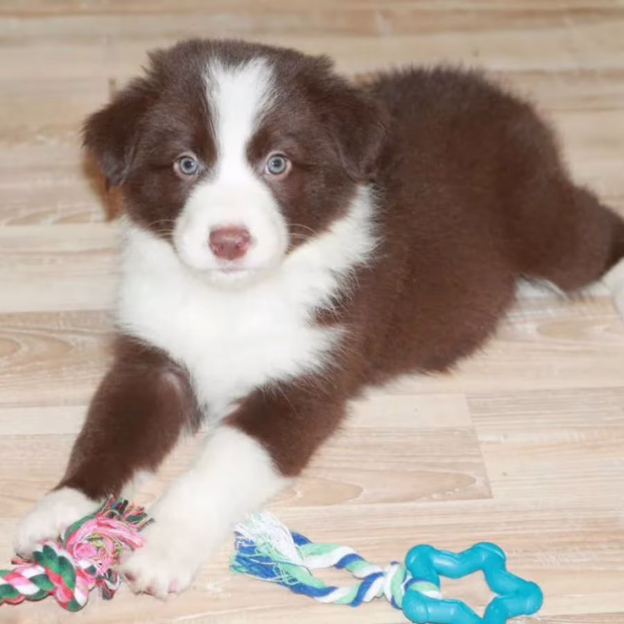 Collie Puppies for Sale in Texas (TX)