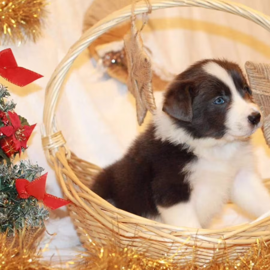 Collie Puppies for Sale in Texas (TX)