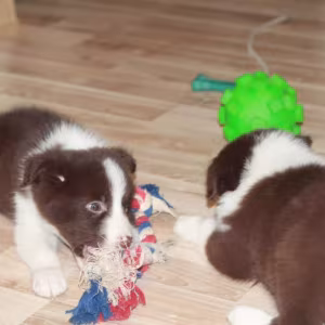 Collie Puppies for Sale in Texas (TX)