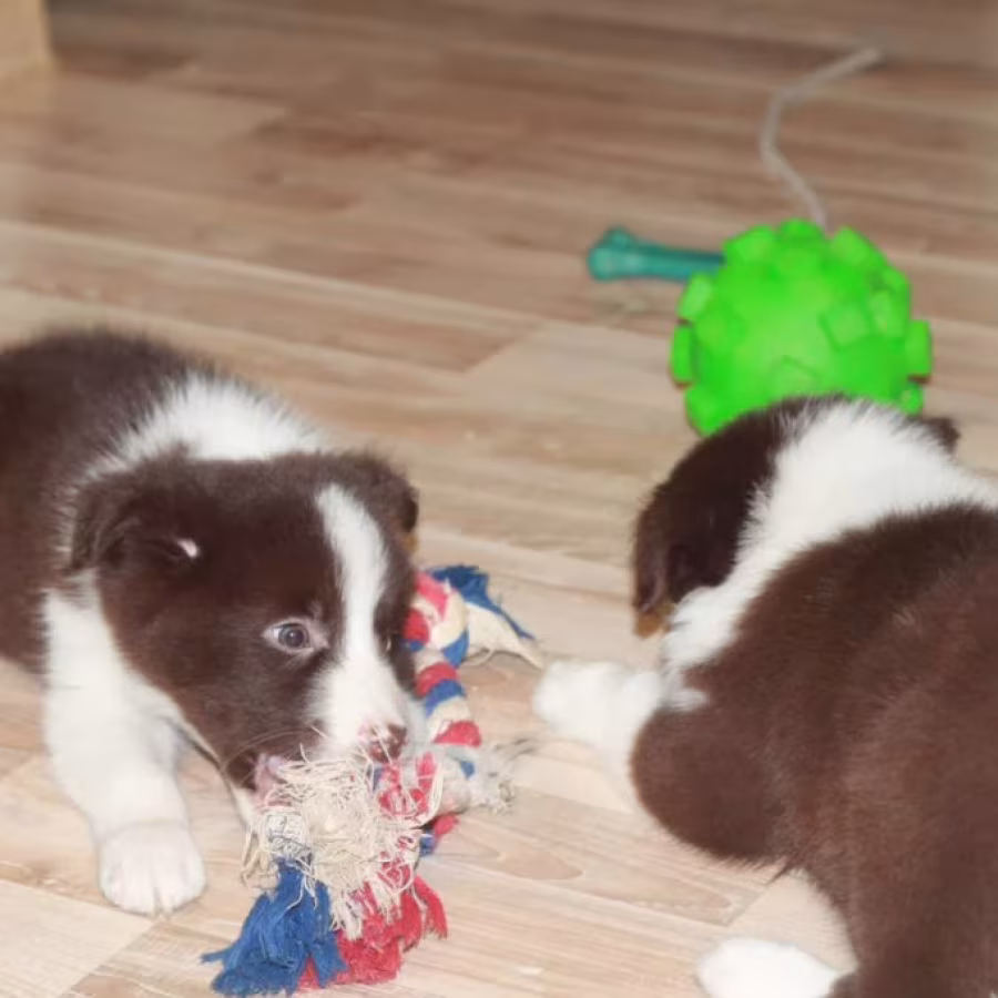 Collie Puppies for Sale in Texas (TX)