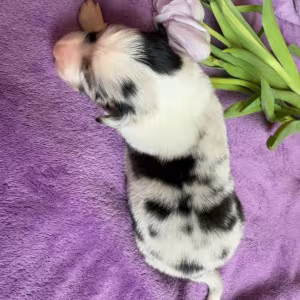 Collie Puppies Ready for Sale in Arizona (AZ)